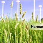 chloroplast-genome-study-of-agropyron-species-varieties