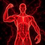 as160’s-nuclear-role-in-muscle-satellite-cells