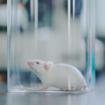 former-fda-leader-to-chair-charles-river-advisory-board-on-animal-testing-alternatives