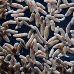 flatworm-stem-cells-offer-insights-into-regenerative-biology