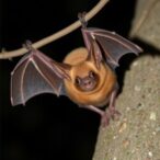eight-bat-species-frequent-pig-farms-in-northern-italy-for-commuting-and-foraging