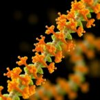 varied-configurations-in-key-biotech-bacterium’s-chromosome-enhance-diverse-strengths