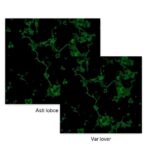 deepsomatic-enables-precise-somatic-variant-detection-across-platforms