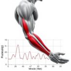 optimizing-muscle-tendon-parameters-through-control-techniques