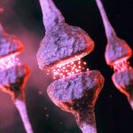 cryo-et-reveals-“kiss-shrink-run”-neurotransmission-mechanism