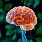 green-tea-polyphenols-protect-brain-barrier-in-ischemia