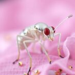 aluminum-exposure-alters-key-metabolites-in-entomoneis