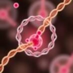 scientists-uncover-tiny-loops-in-genomes-of-dividing-cells:-a-surprising-discovery!