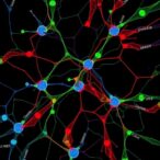 mapping-set1b-chromatin-interactions-with-dammapper