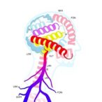 itsn1-linked-to-parkinson’s:-three-new-families-identified