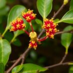 berberine’s-antifungal-action-against-fonsecaea-monophora