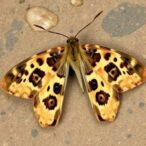 lindernia-dubia:-new-record-in-rajasthan,-india