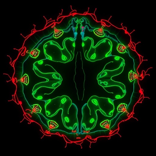 targeting-il-17+-γδt-cells-in-spinal-cord-recovery