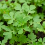 genotype-specific-polyploidy-responses-in-coriander-with-colchicine