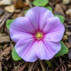 new-distribution-record:-cymbalaria-muralis-in-kashmir-himalaya