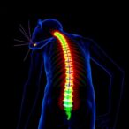 pyrroloquinoline-quinone-alleviates-spinal-pain-in-mice