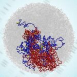 genome-maintains-3d-structure-during-cell-division,-contrary-to-long-held-belief