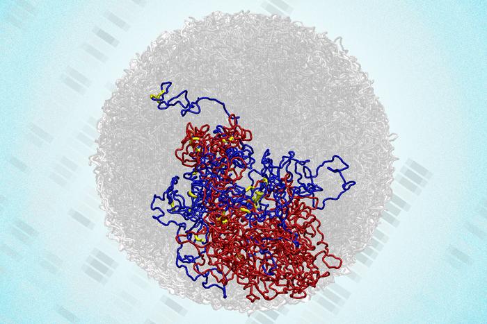 genome-maintains-3d-structure-during-cell-division,-contrary-to-long-held-belief