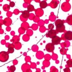 multiplex-analysis-of-endocrine-proteins-in-dried-blood