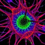 research-team-maps-chemical-signals-at-the-single-cell-level