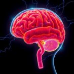 exercise-combats-depression-like-effects-of-junk-food-via-gut-brain-metabolic-pathways