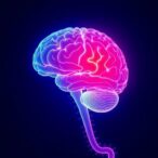 earlier-menopause-and-declining-cardiac-function-linked-to-deteriorating-brain-health