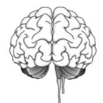 sex-differences-in-brain-mrna-and-pair-bonding