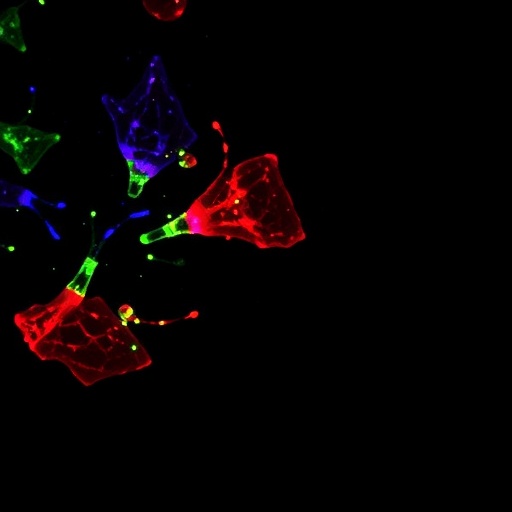 exosomal-mir-122-5p-fights-kidney-fibrosis-via-hif-1α