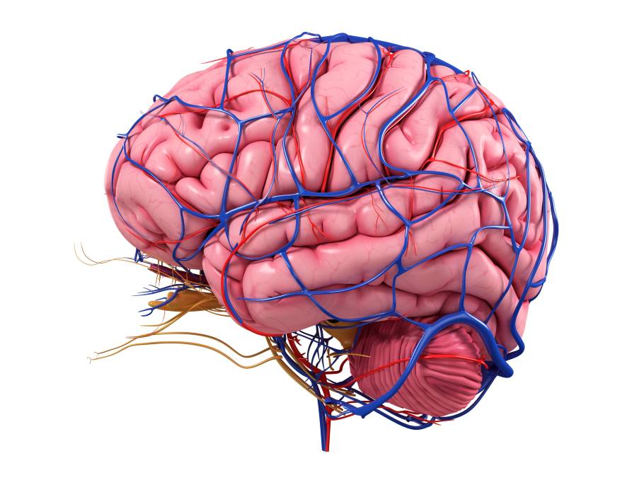noninvasive-optical-device-measures-brain-blood-flow,-could-aid-stroke-diagnosis