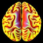 sulcal-pits:-new-insights-into-sex-related-brain-differences