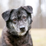 dog-aging-project-identifies-ptmaas-as-aging-biomarkers