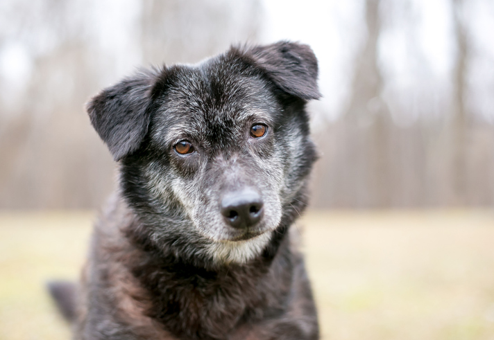 dog-aging-project-identifies-ptmaas-as-aging-biomarkers