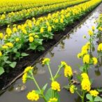 boosting-canola-growth-with-diluted-sewage-effluent