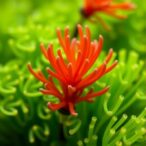 boosting-astaxanthin-production-in-green-algae-desmodesmus-sp.