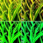 enhanced-maize-disease-detection-using-cnns-and-transformers