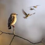 traffic-noise-and-land-clearance-threaten-bird-survival,-study-reveals