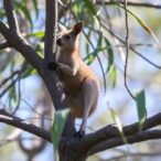endangered-kangaroo-island-ground-dweller-spotted-in-trees:-a-surprising-discovery