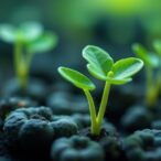 boosting-auxin-production-in-streptomyces-for-plant-growth