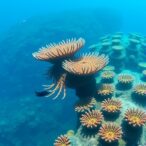global-coral-phylogeny-unveils-ancient-resilience,-risks