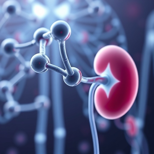 dual-action-molecule-paves-the-way-for-advanced-kidney-disease-therapies