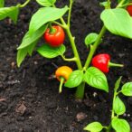 enhancing-soil-carbon-and-crop-yields:-the-benefits-of-woody-biochar-in-pepper-cultivation