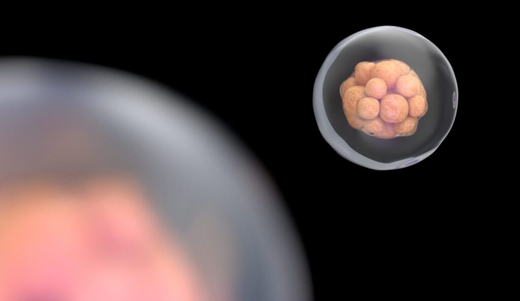 real-time-embryo-imaging-raises-questions-about-ivf-screening-accuracy