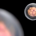 real-time-embryo-imaging-raises-questions-about-ivf-screening-accuracy