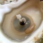 unlocking-pacific-oyster-germ-cell-development-mysteries