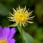 rab5-gtpases-direct-rop-signaling-for-pollen-polarity