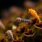 engineered-metarhizium-fungi-lure-and-kill-mosquitoes