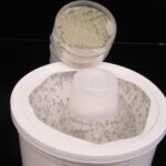 engineered-sweet-smelling-fungus-lures-mosquitoes-to-their-death