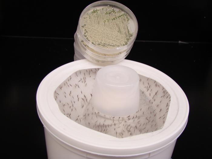 engineered-sweet-smelling-fungus-lures-mosquitoes-to-their-death