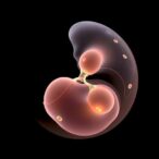 advancing-embryo-grading-and-pregnancy-prediction-with-ai