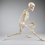 interpretable-ml-enhances-sex-estimation-from-long-bones